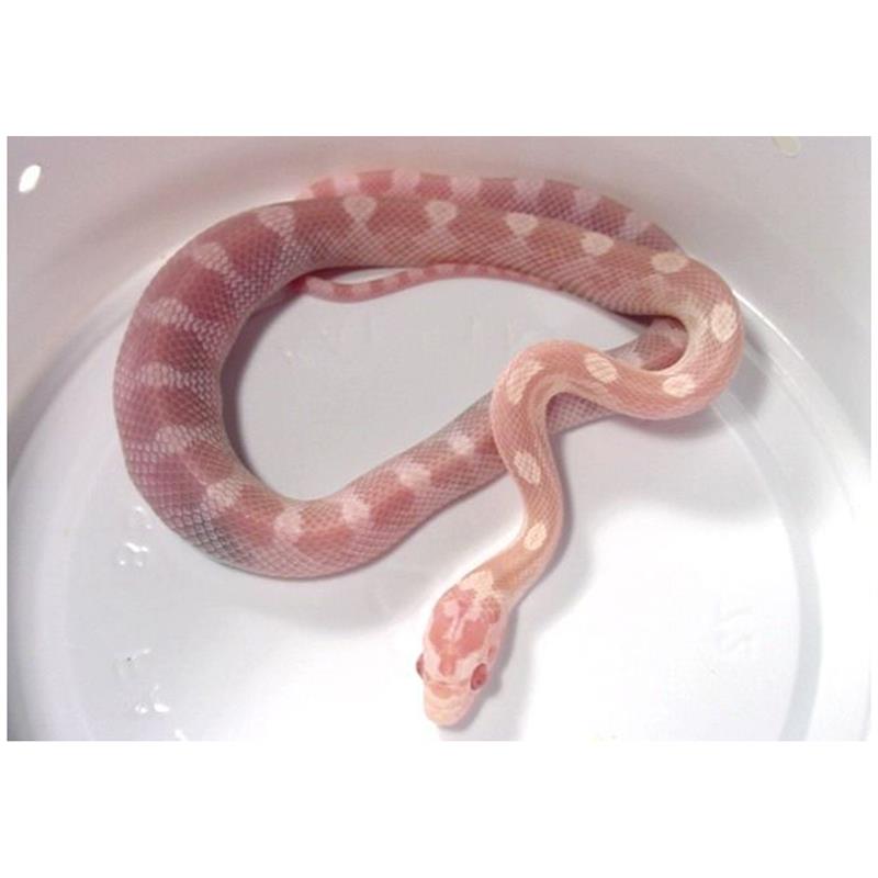 Sarpele de Porumb Motley snow - imagine 4